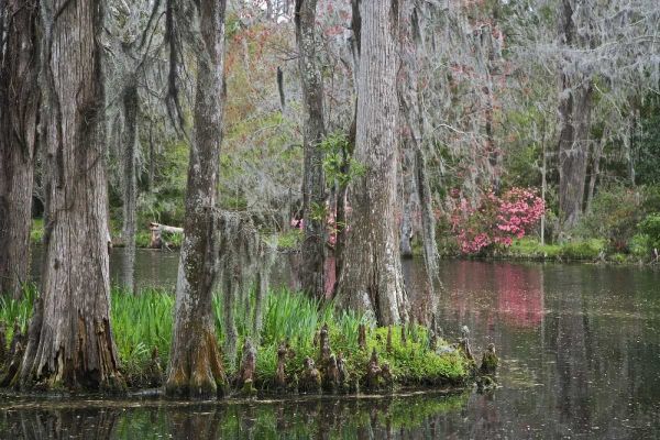 South Carolina, Charleston Moss on cypress trees